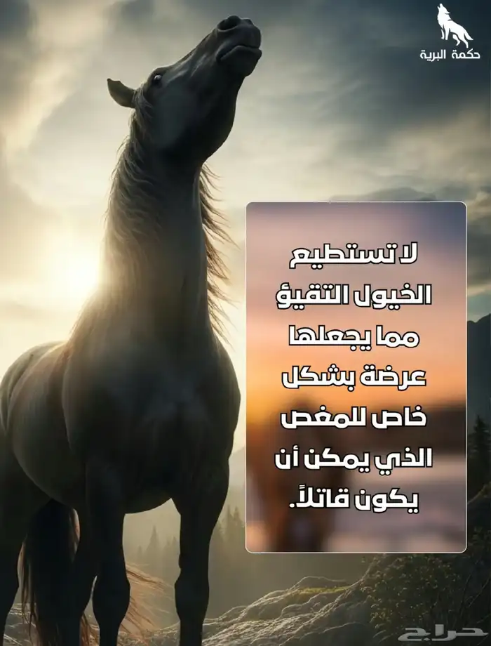 خيول للإيجار ورحلات بحريه 4