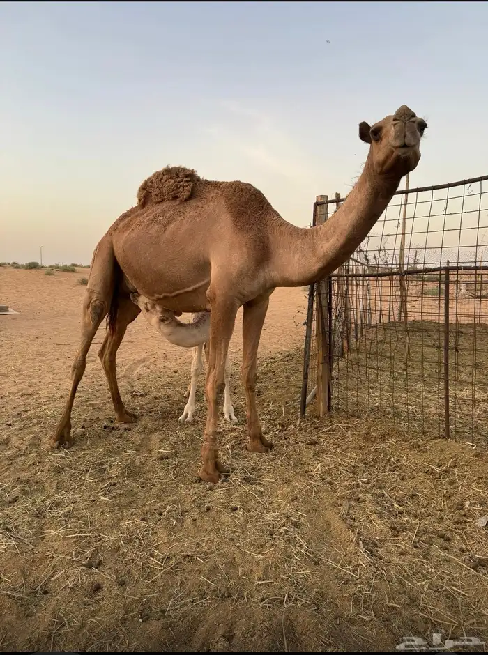 عشراء 2