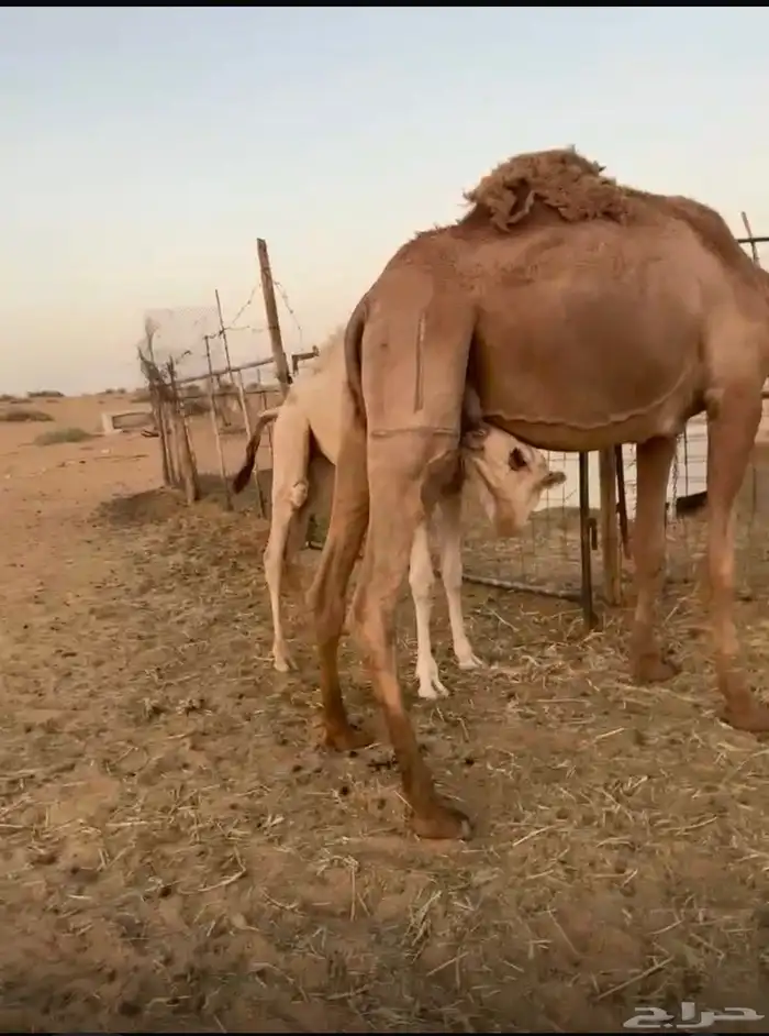 عشراء 3