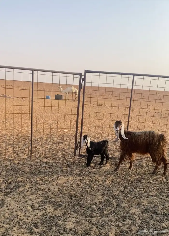 عنز تحتها عناق 2