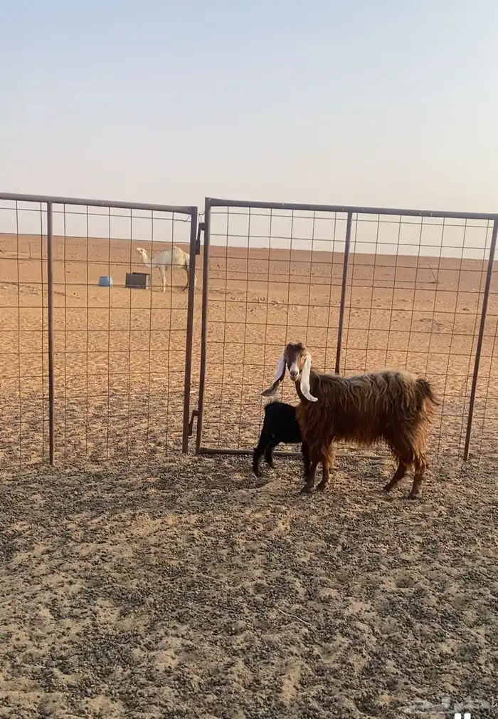 عنز تحتها عناق 0