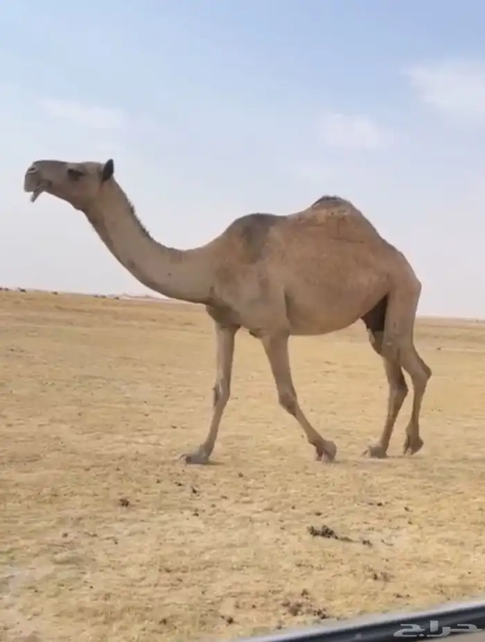الذود الصفر الكفو العدد 14 6