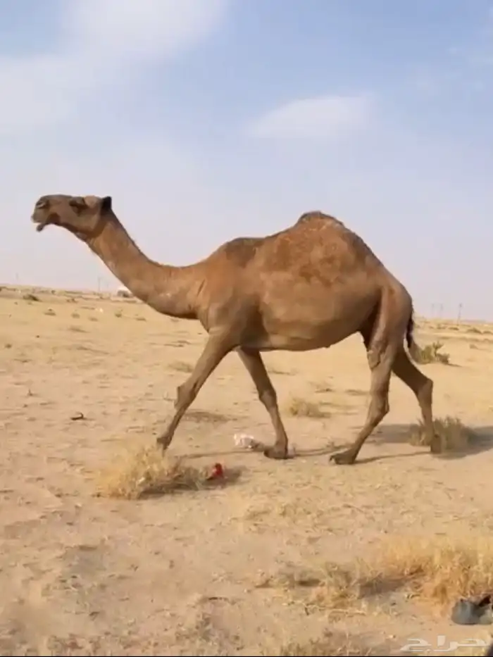 الذود الصفر الكفو العدد 14 4