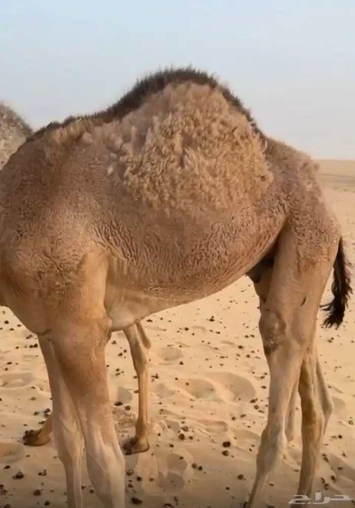 للبيع قعدان مفاريد طيبه 0