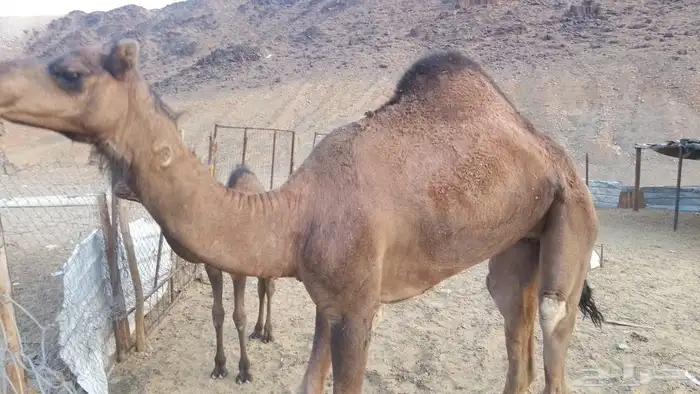 بكره ثنيه جزر يدها مفكوكه 0