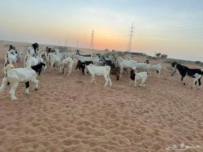 ماعز 2