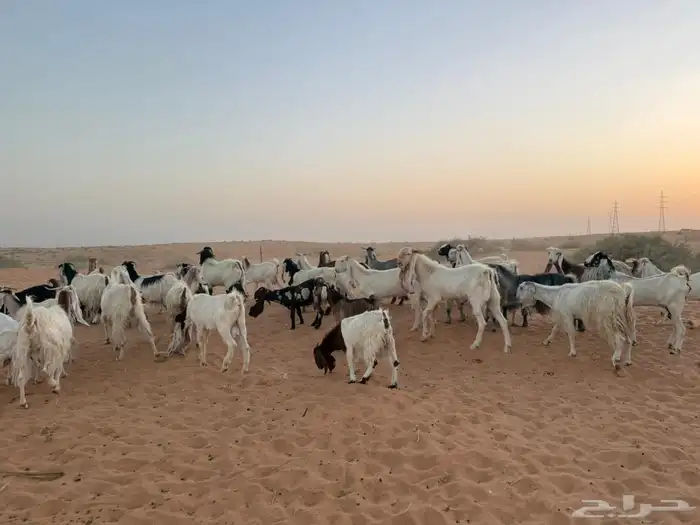 ماعز 1