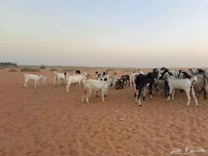 ماعز 0