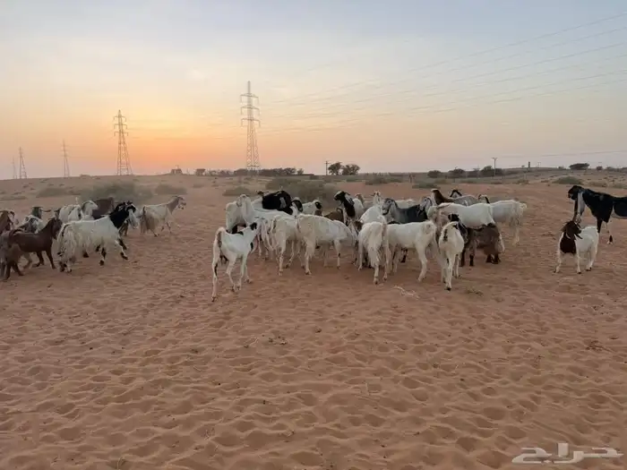 ماعز 4