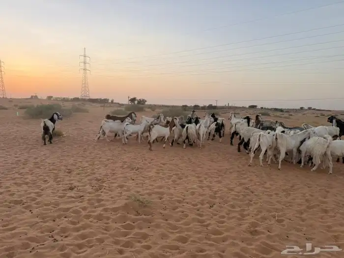 ماعز 3