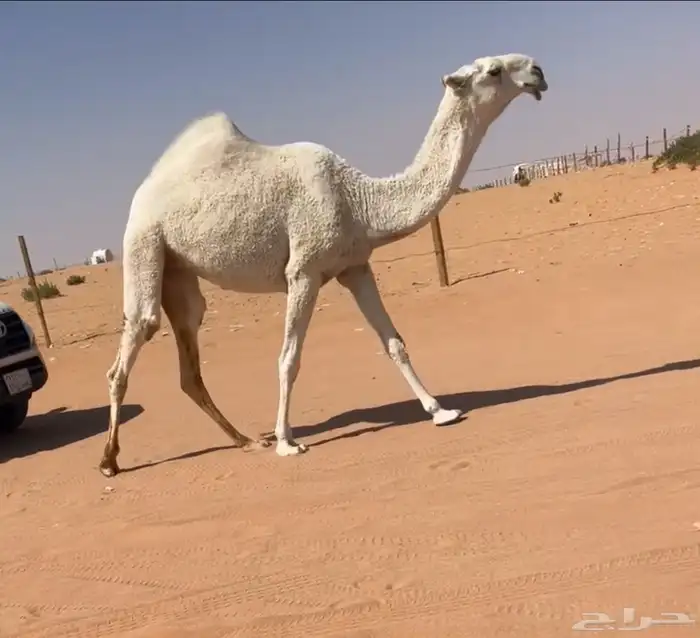 بكره حقه 0