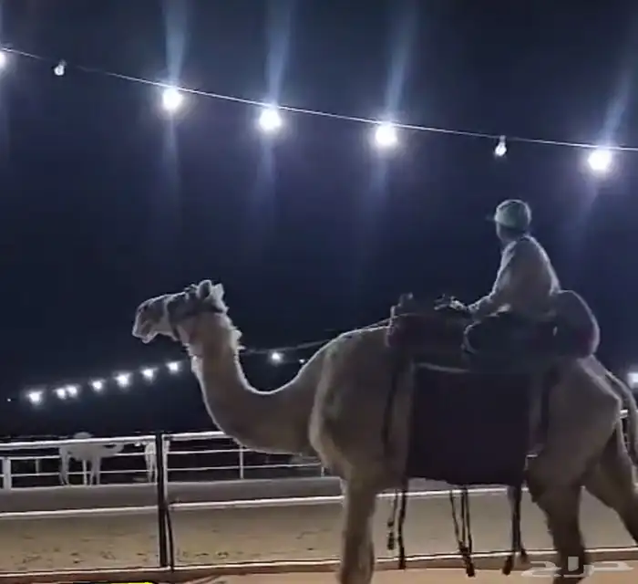رحول ابل شرط طوع ركوب وتعكس 1