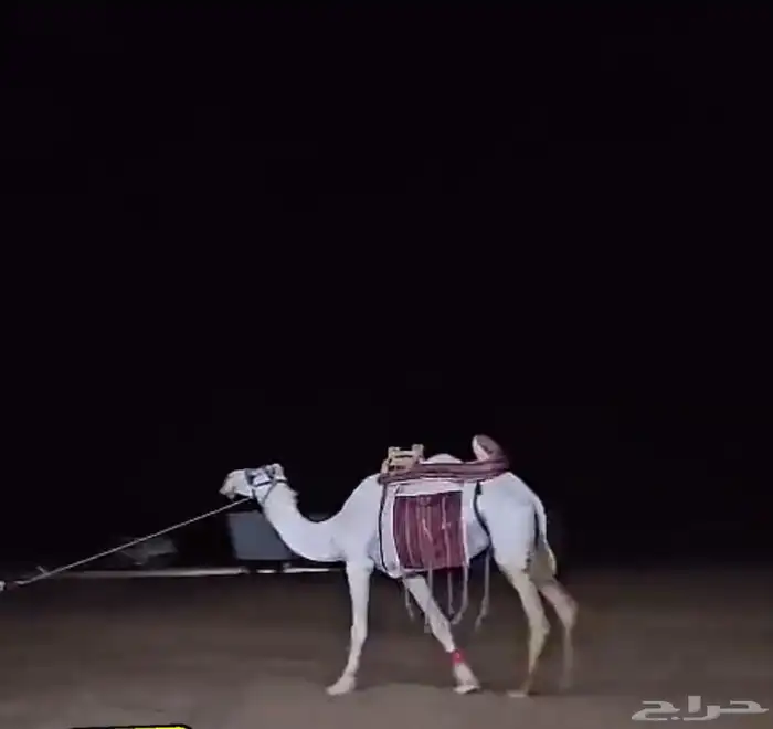رحول ابل شرط طوع ركوب وتعكس 0