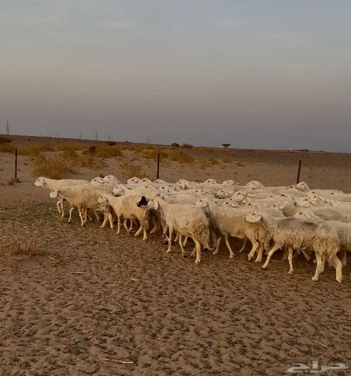 غنم حريات عددها 53 راس تحتها 5 بهم 1