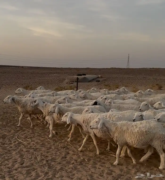 غنم حريات عددها 53 راس تحتها 5 بهم 2