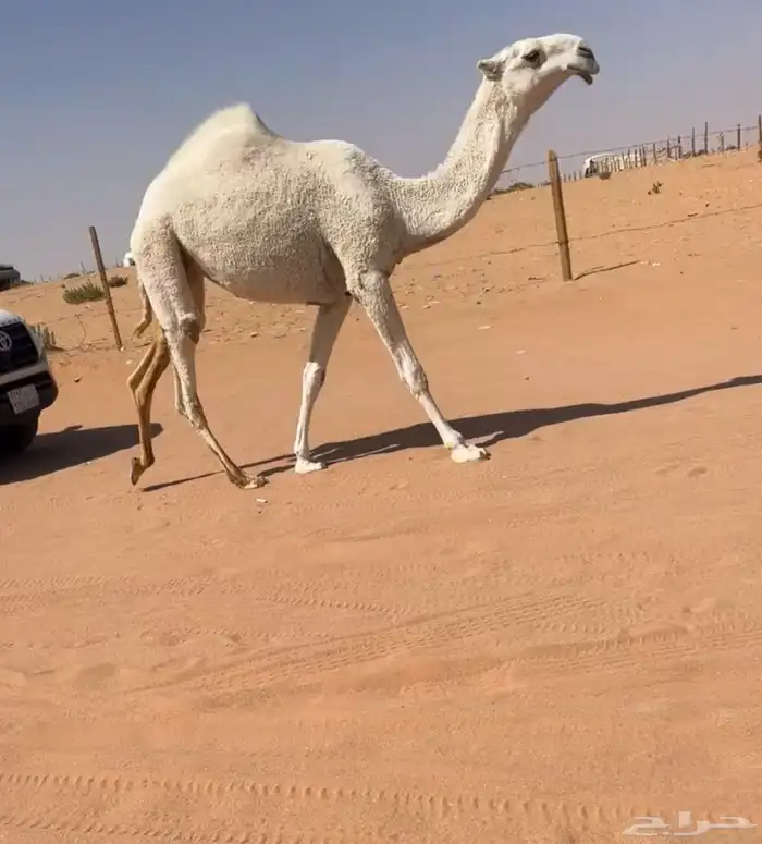 بكره حقه 1