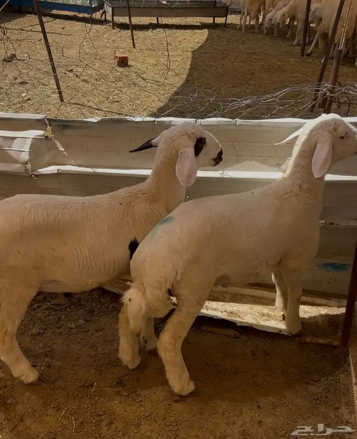 خروف لباني 1