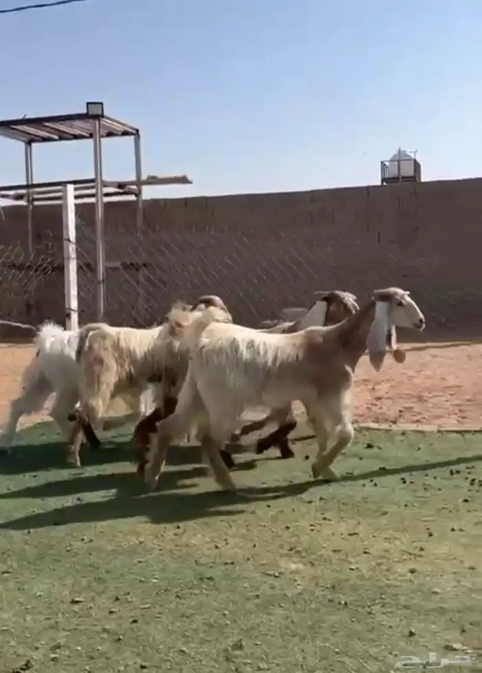 جفار صفر طيبه 0