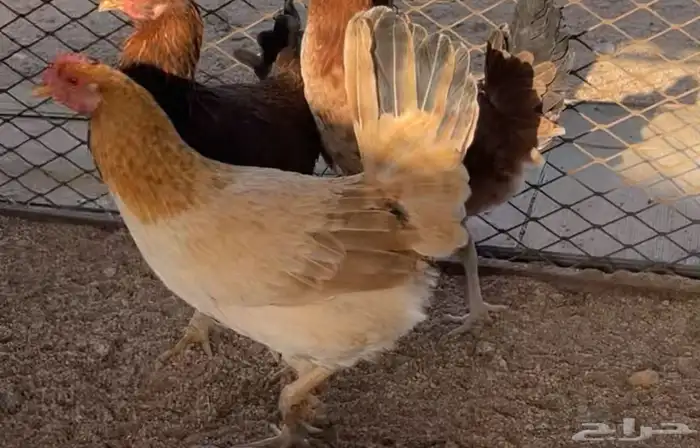 دجاج براهما وبلدي 12