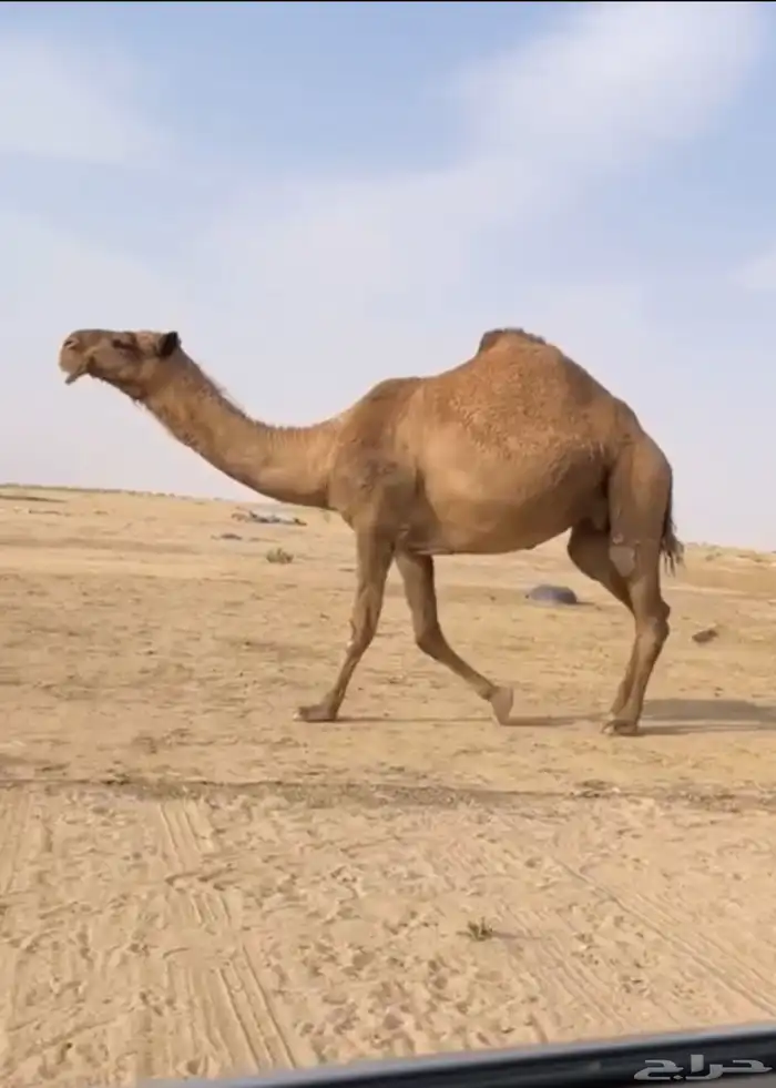 الذود الصفر الكفو العدد 14 3