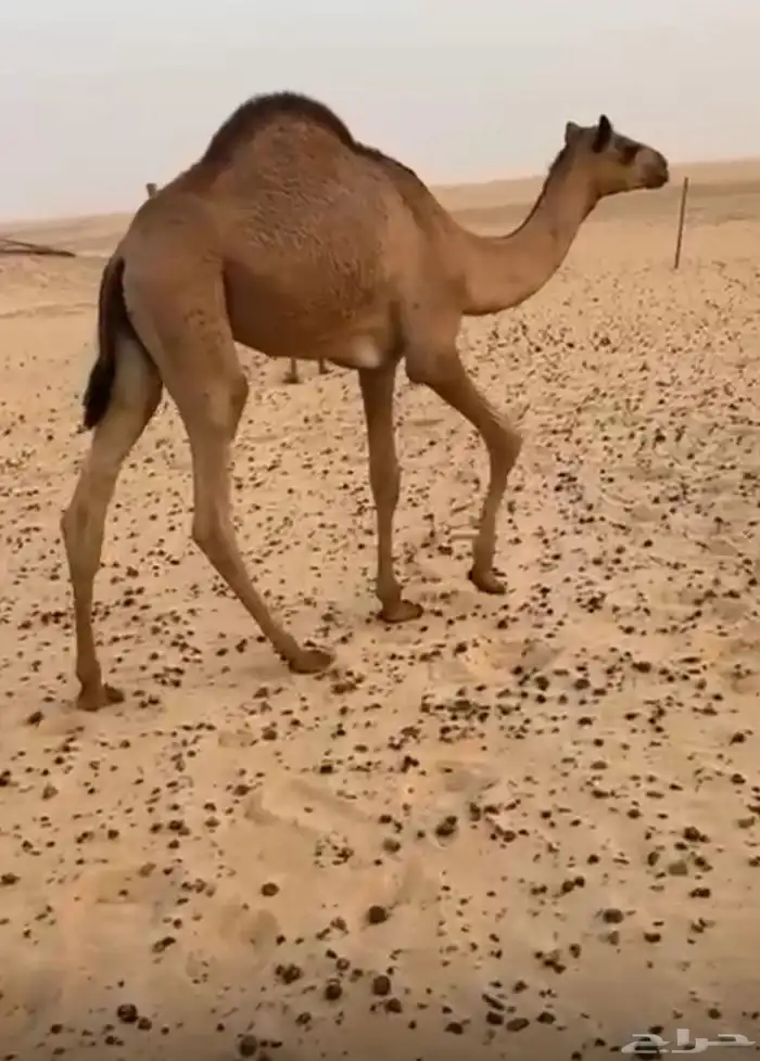 للبيع قعدان مفاريد طيبه 1