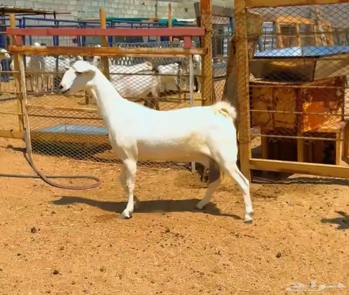 معزا بيشيات صنف 0