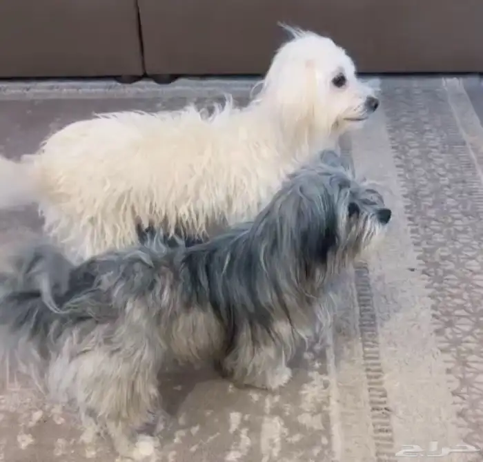 كلاب مالتيز 4