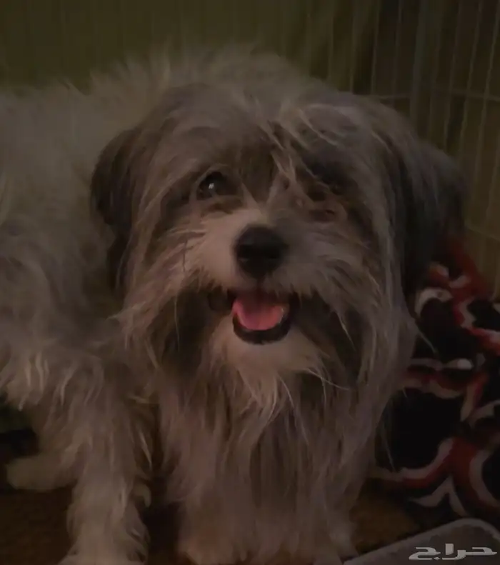 كلاب مالتيز 2