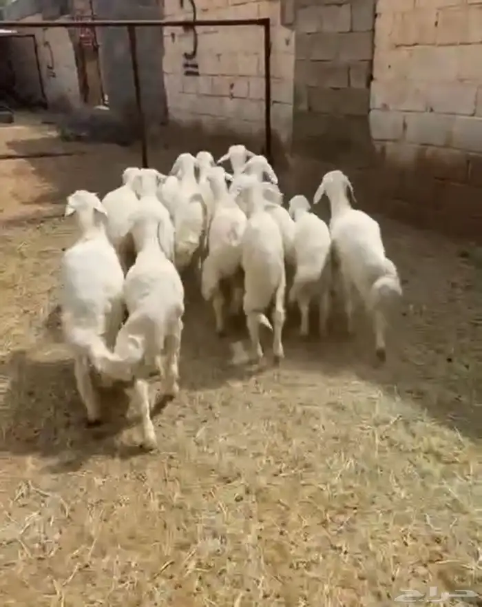 تم البيييع 0