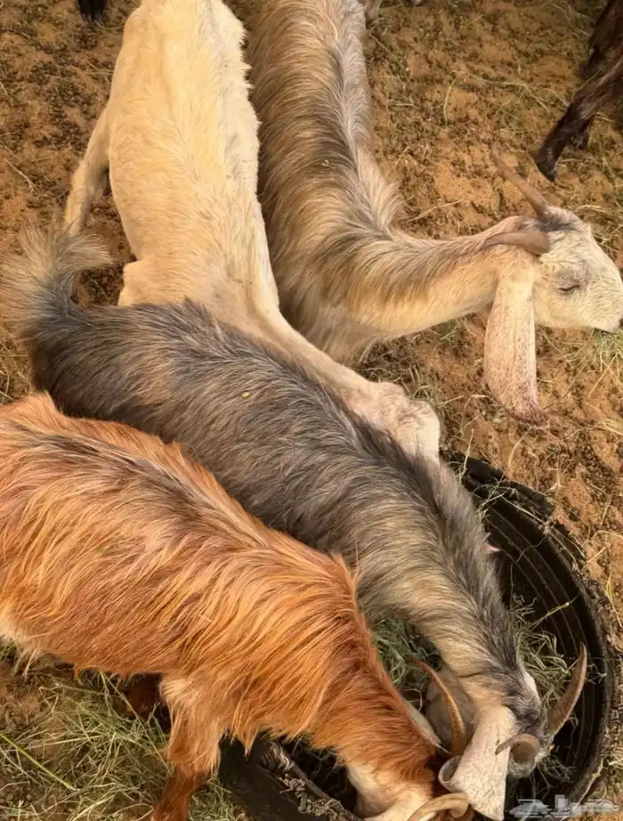 معزاء جنوبيه طيبه العدد 26 تحتها 7 والباقي دفيع وقريبه ولاده 4