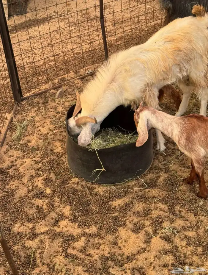 معزاء جنوبيه طيبه العدد 26 تحتها 7 والباقي دفيع وقريبه ولاده 2