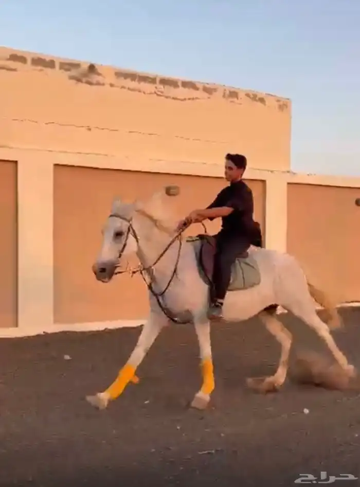 خيل 0