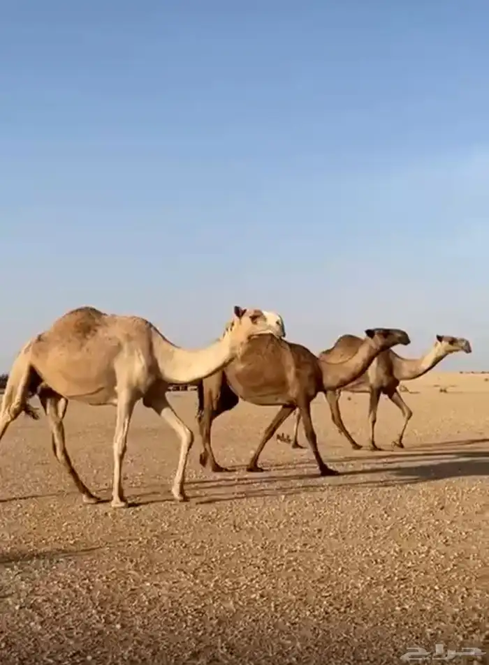 ابل للبيع ثلاث بكره وعشرا مبيوع والدها والقحه أم ثالث 0