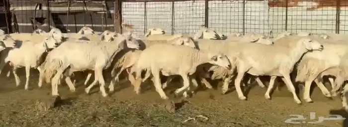 مراح حرش فاخر 3