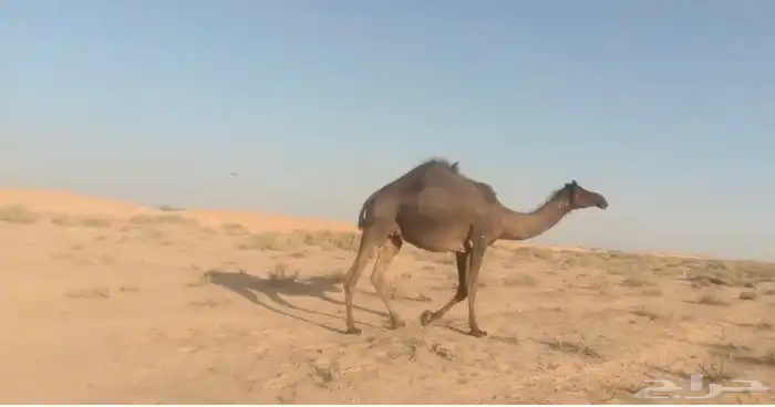 القحه لها 10 شهور 1