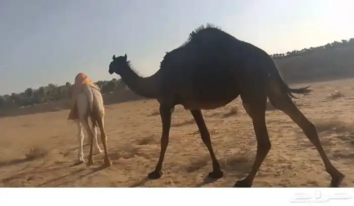 القحه لها 10 شهور 0