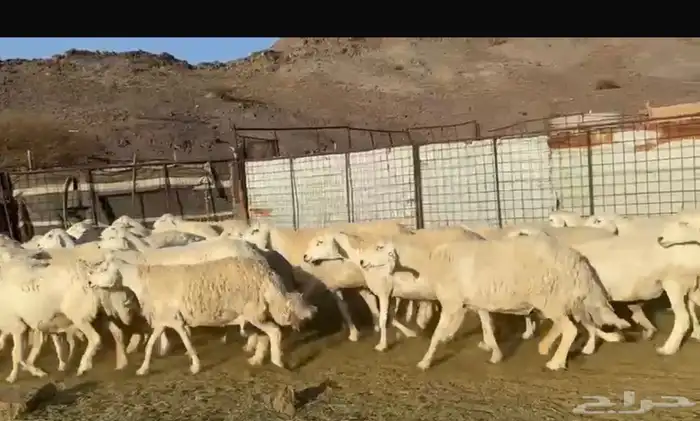 مراح حرش فاخر 1