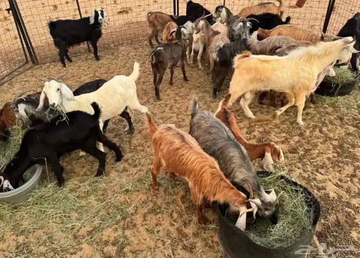 معزاء جنوبيه طيبه العدد 26 تحتها 7 والباقي دفيع وقريبه ولاده 0