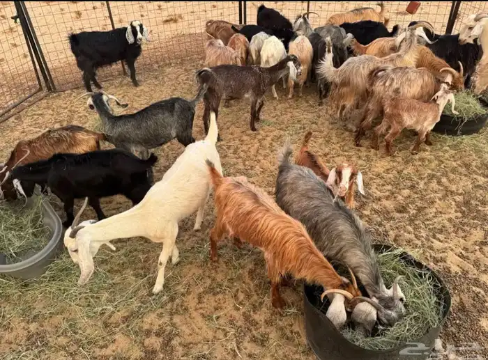 معزاء جنوبيه طيبه العدد 26 تحتها 7 والباقي دفيع وقريبه ولاده 1