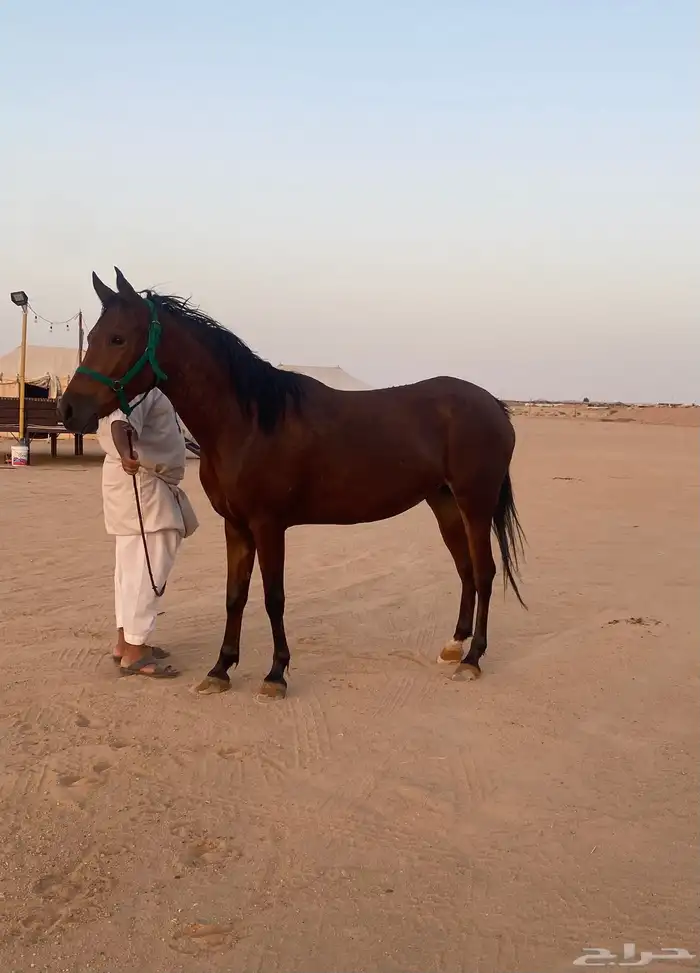 للبيع فرس لقاح شعبيه 0