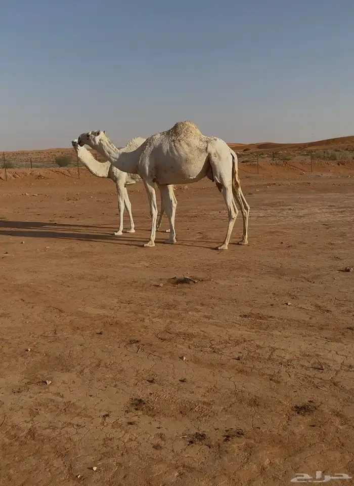 عشراء وضحى 0