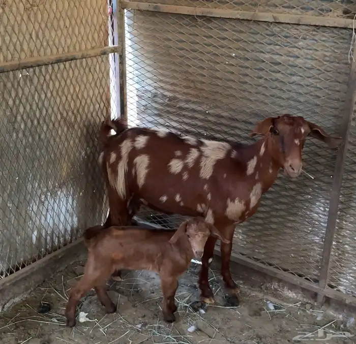 3 معزا رباعيات منو القاني 1