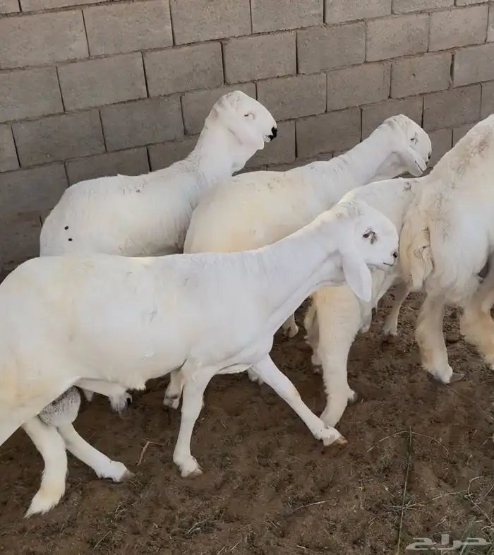 5 جذعان سواكن بيض نوعية جيدة 3