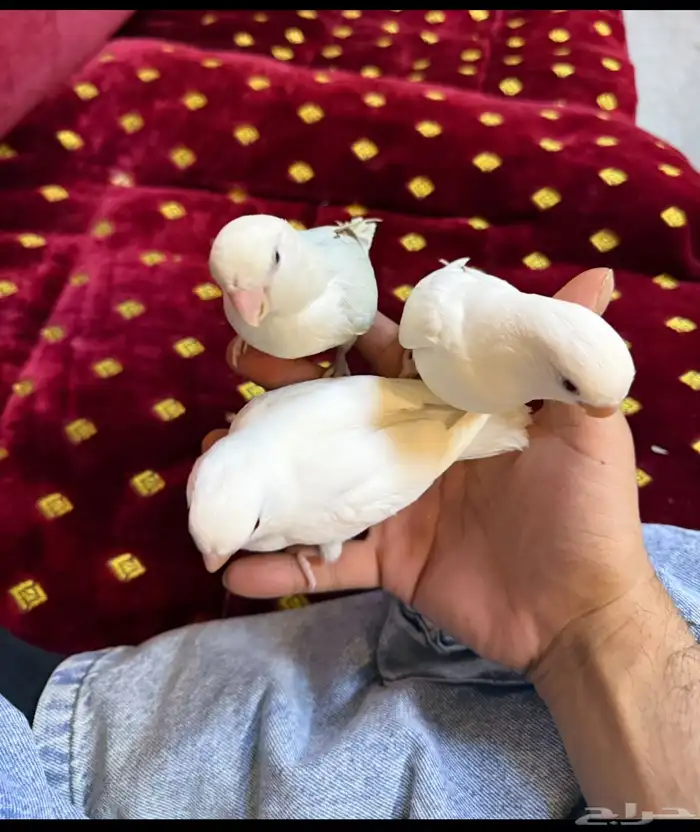 فروخ روز البينو 2
