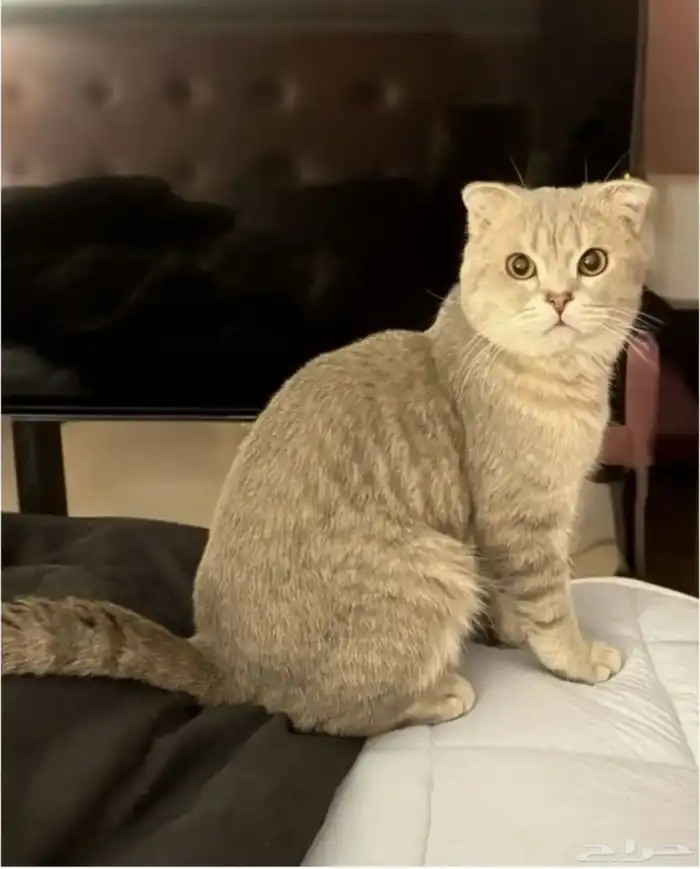 قط مفقود حي غرناطه لمن يعثر عليه 0
