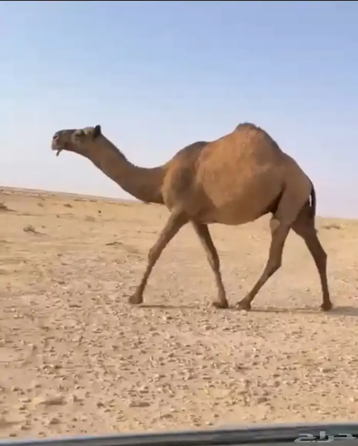 الذود الصفر الكفو العدد 14 9
