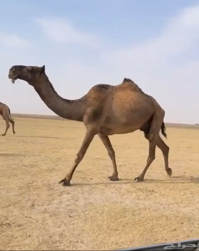 الذود الصفر الكفو العدد 14 7
