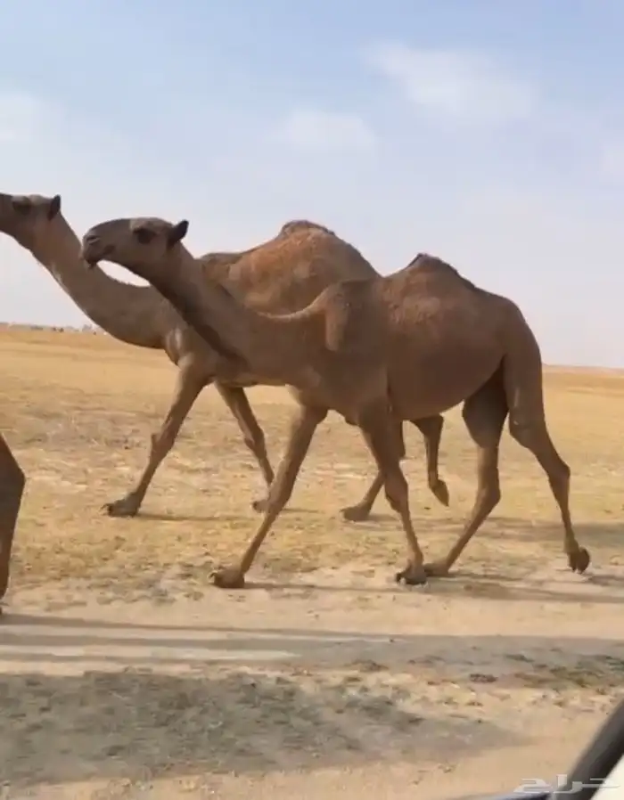 الذود الصفر الكفو العدد 14 11