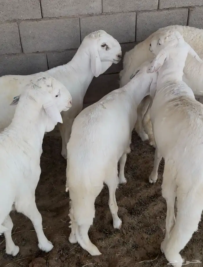 5 جذعان سواكن بيض نوعية جيدة 0