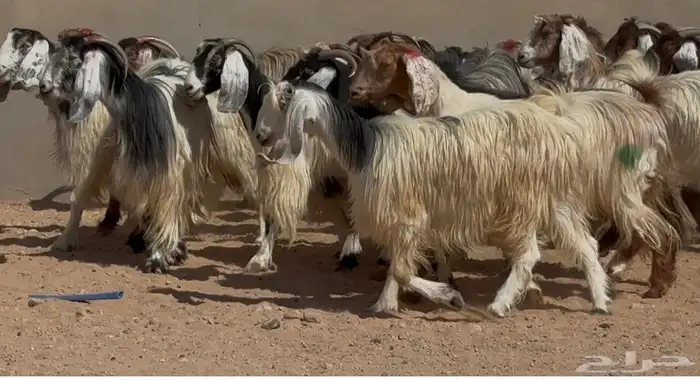 معزا عوارض ومصريات فاااخره صفر وربد العدد 31 4